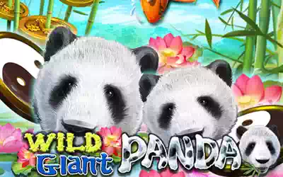 Wild Giant Panda